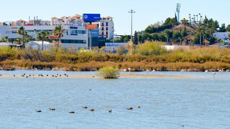 Salar de los Canos, lugar de anidación de aves y donde han sucedido los ataques.