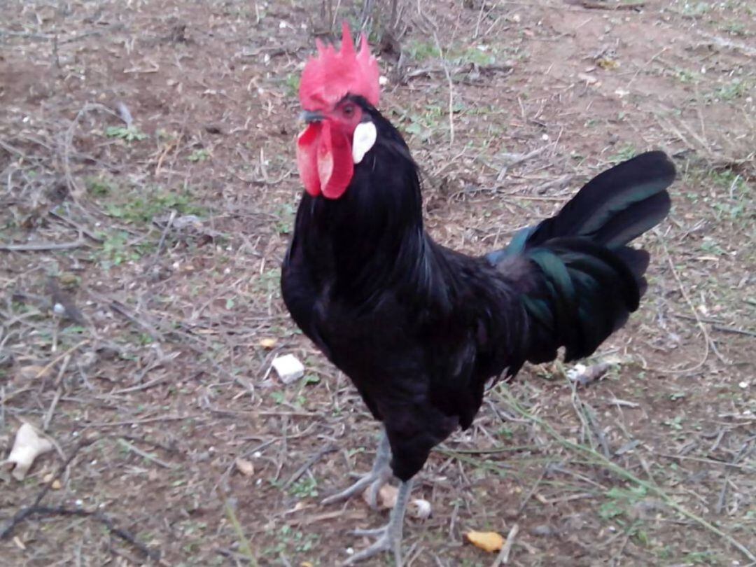 Gallina Negra castellana