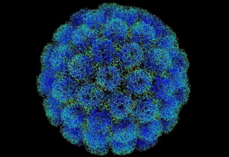 Una imagen del virus del papiloma humano