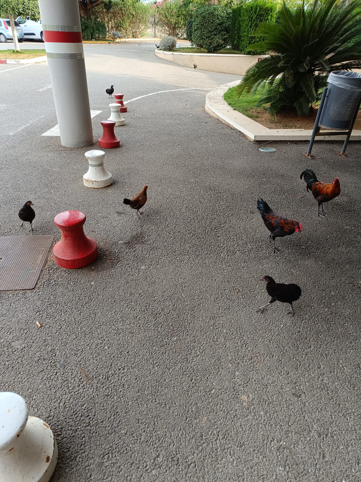 Gallinas en la entrada al centro