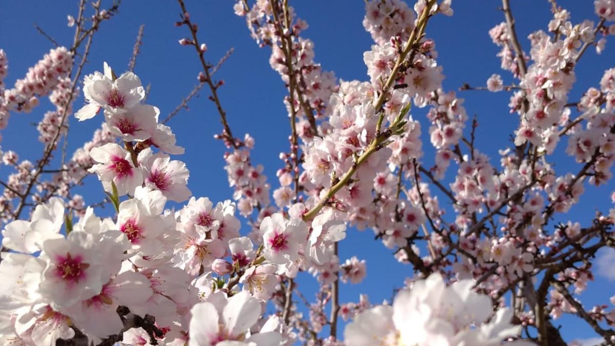 Entrevista con la alcaldesa de Villalpardo, María Pilar Martínez
