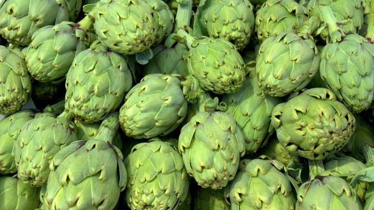 La campaña de alcachofa arranca con buenos precios y calidades pero menos producción