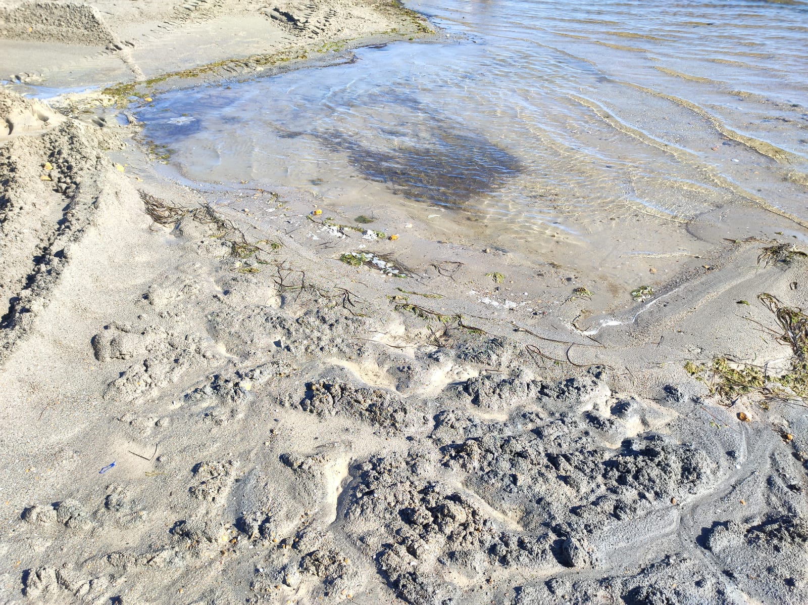 Foto tomada por Medio Ambiente en la Playa Colón este mismo jueves