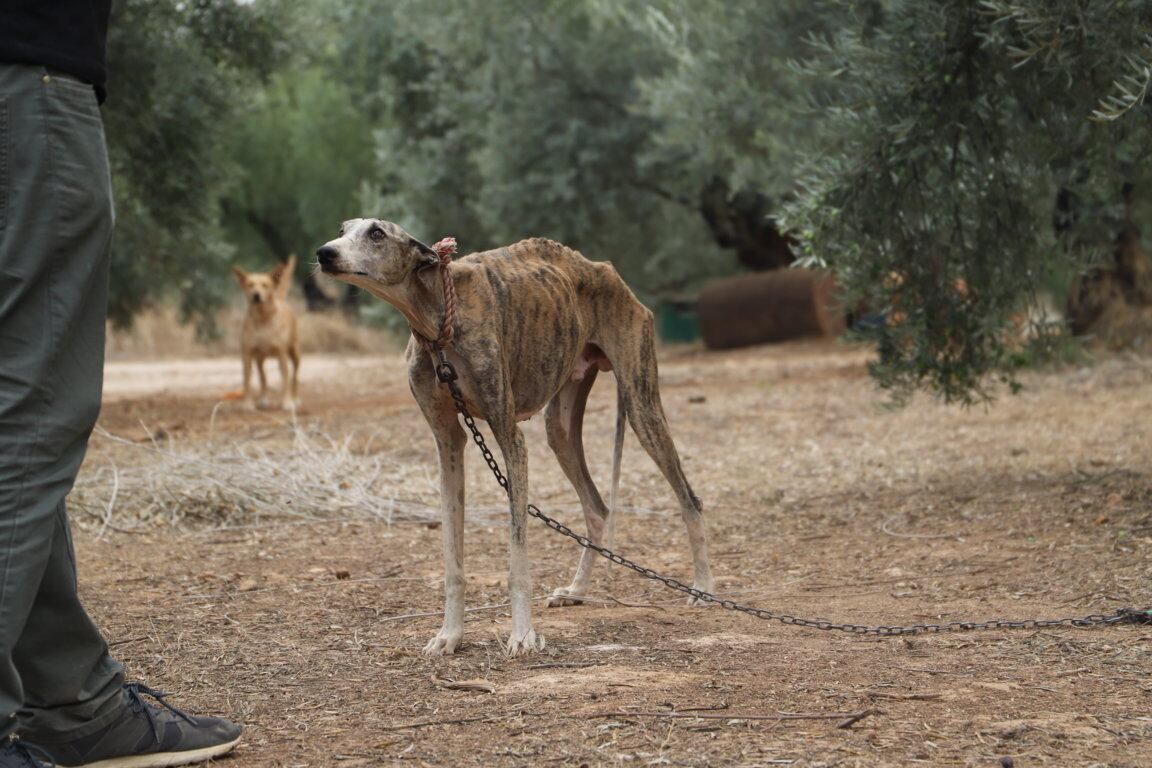 Galgos desnutridos hallados en una finca de Cabra