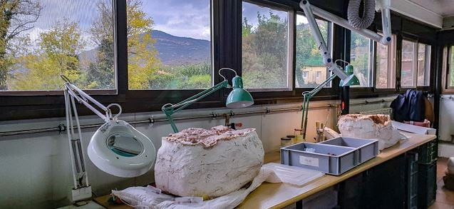 Restos de dinosaurios en el laboratorio paleontológico de Loarre