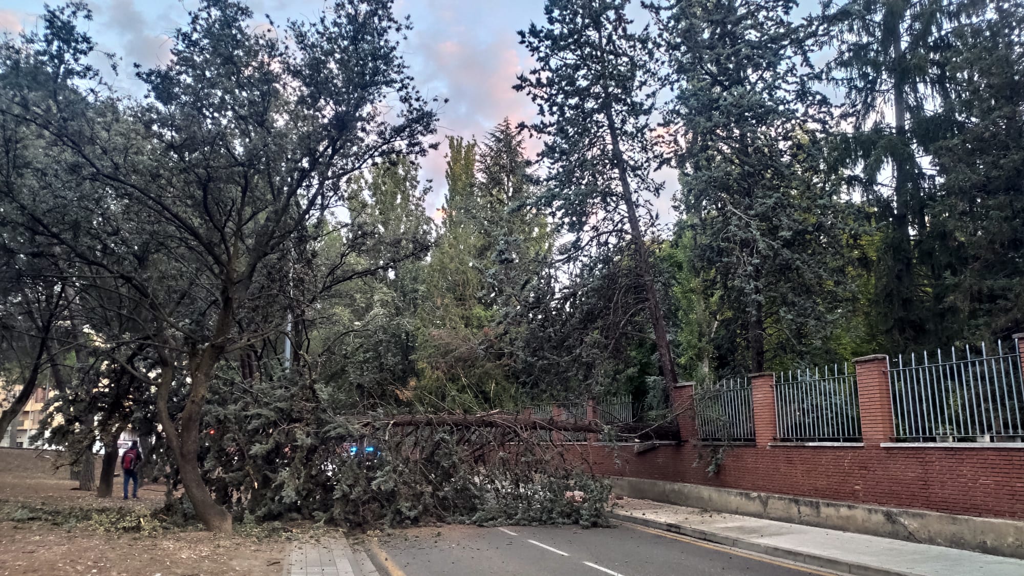 El árbol ha invadido la calzada