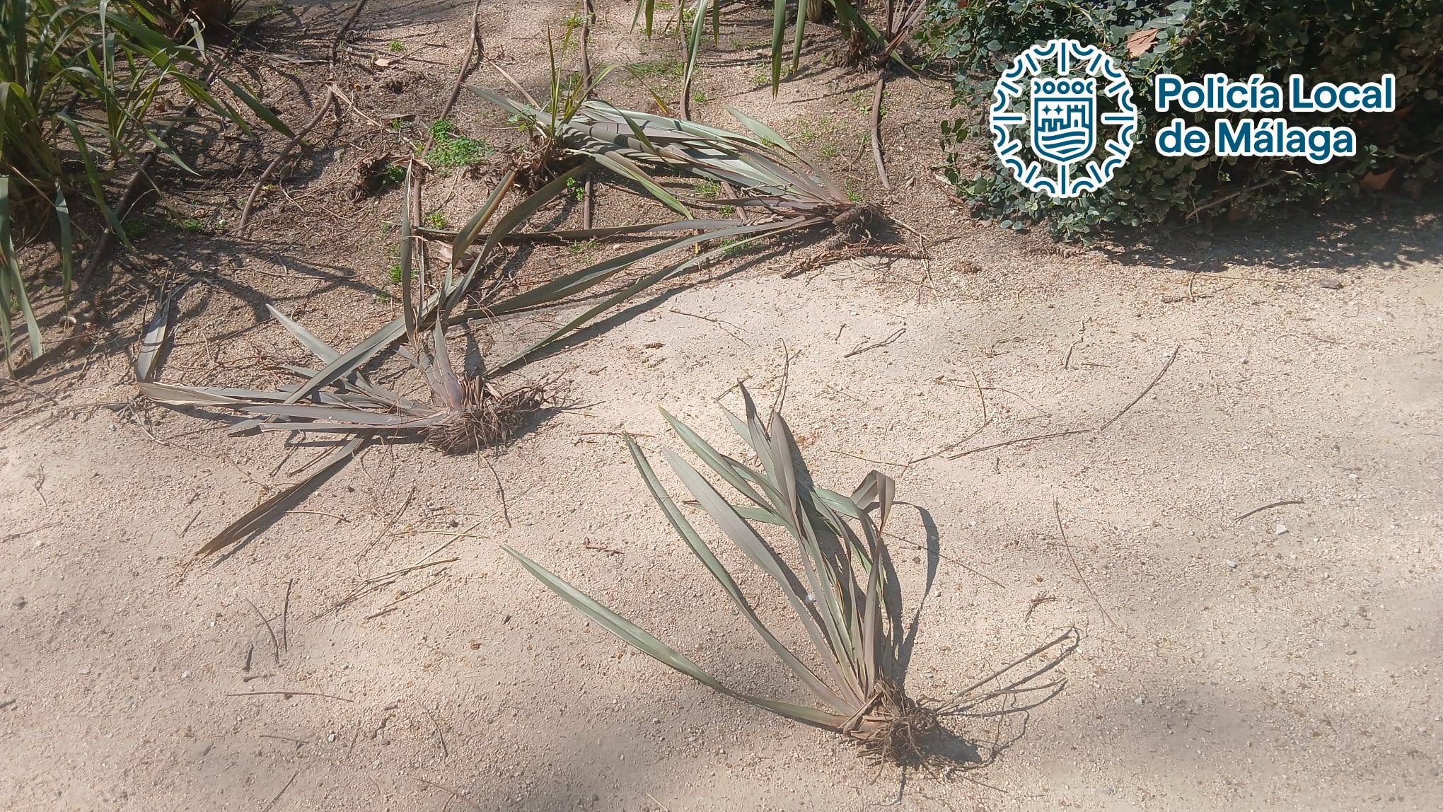 Destrozos en uno de los parques de Málaga