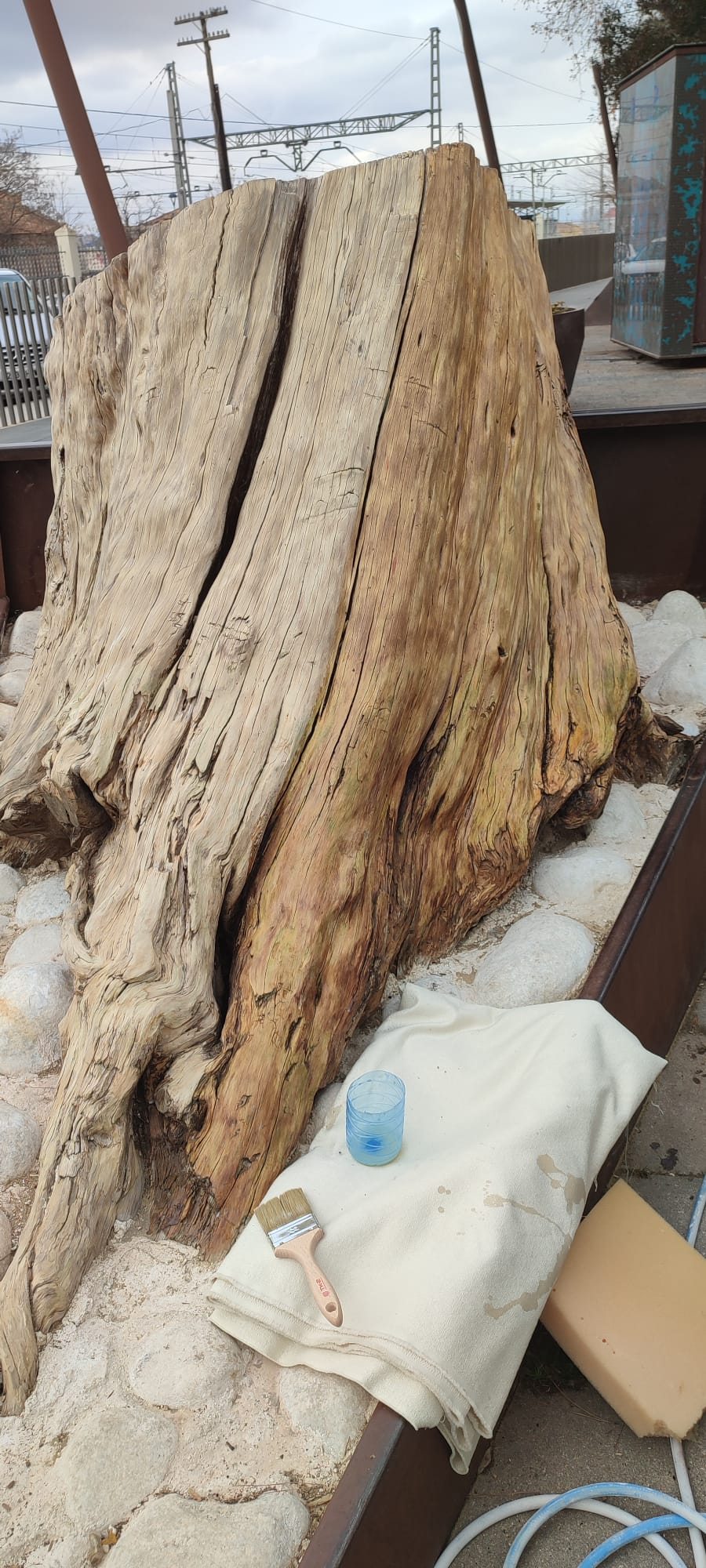 Tocón del Paseo Chapí