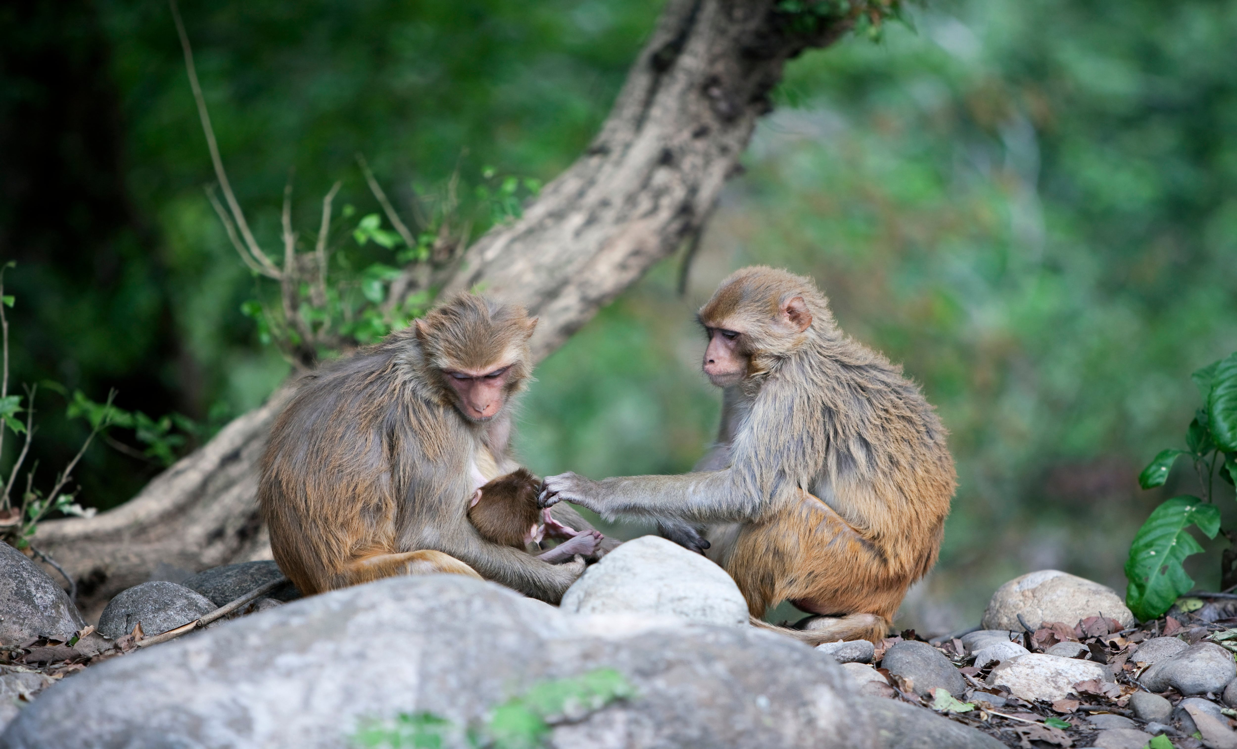 Imagen de archivo de varios macacos rhesus