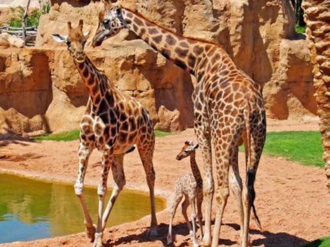 La jirafa Che con su cría