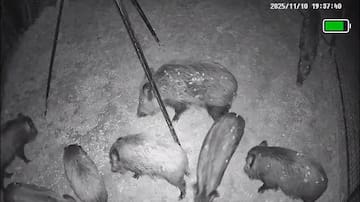 Xàtiva bate su récord: 36 jabalíes capturados en una noche