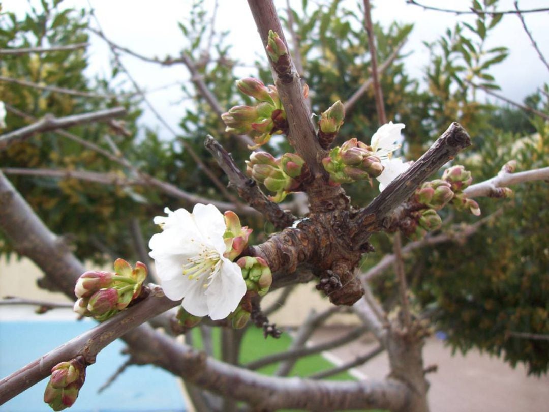 Las primeras flores de los cerezos del Valle del Jerte