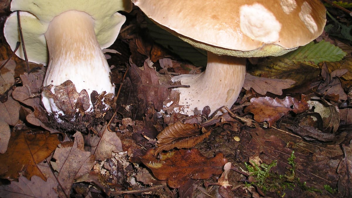 Seis miembros de una familia, intoxicados por comer setas mal identificadas