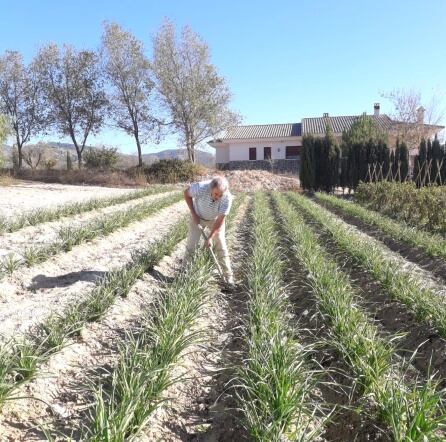 domingo, haciendo escarda en los ajos