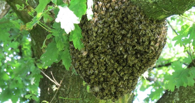 Enjambre de abejas en un árbol de un parque 