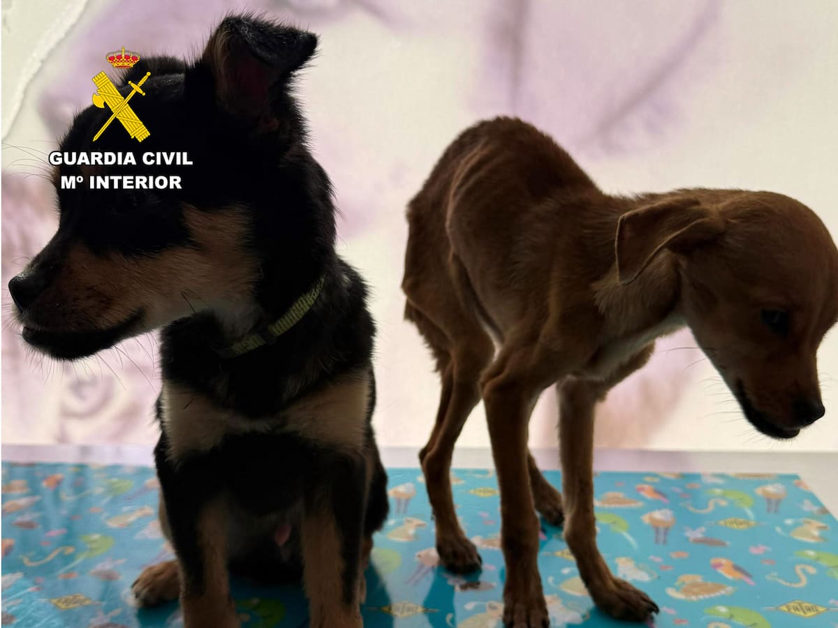 Tres vecinos de Caravaca investigados por maltrato y abandono de dos cachorros arrojados desde un coche