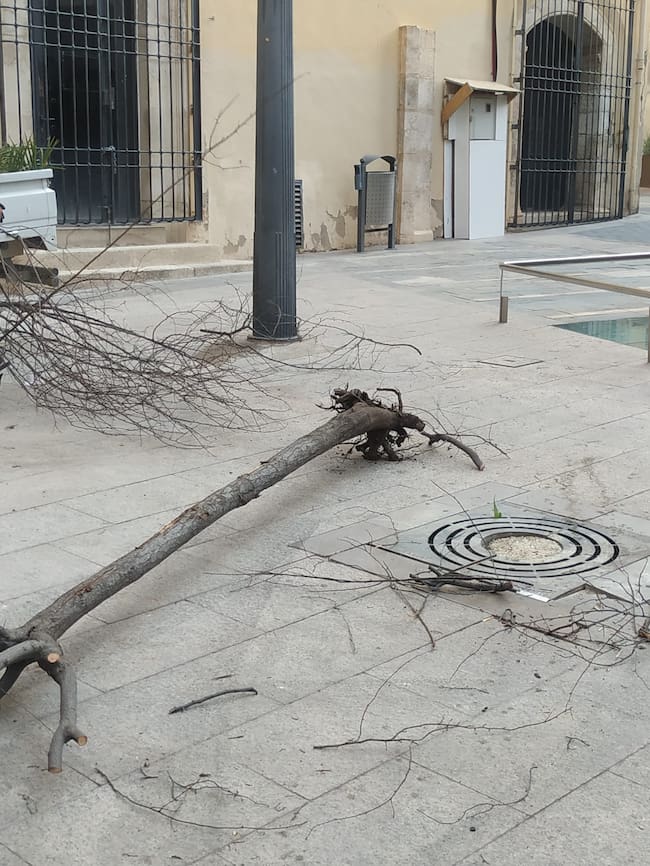 Retirada de los árboles afectados