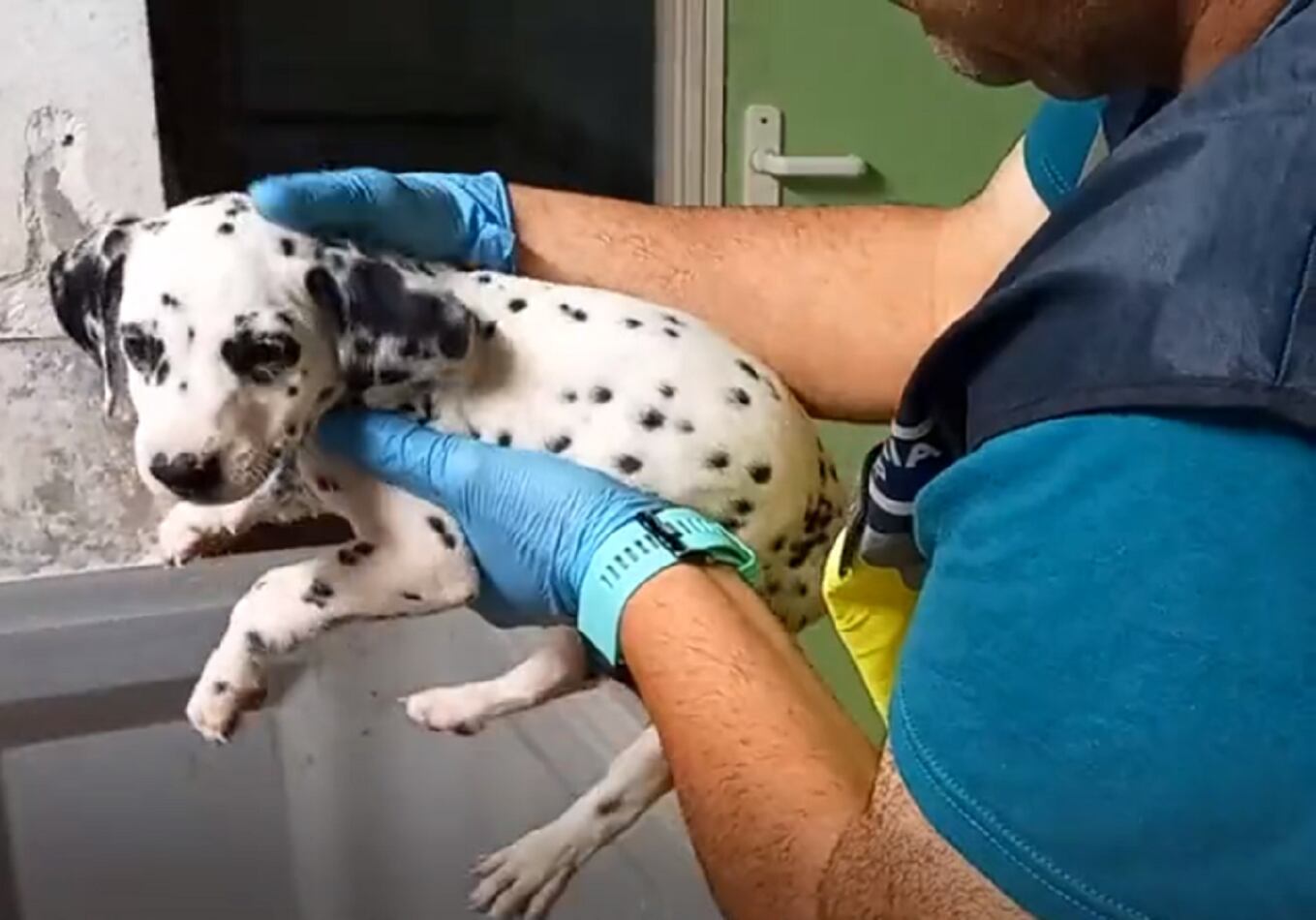 Un agent amb un dels cadells rescatats en el desmantellament d'una xarxa de tràfic il·legal d'animals de companyia.