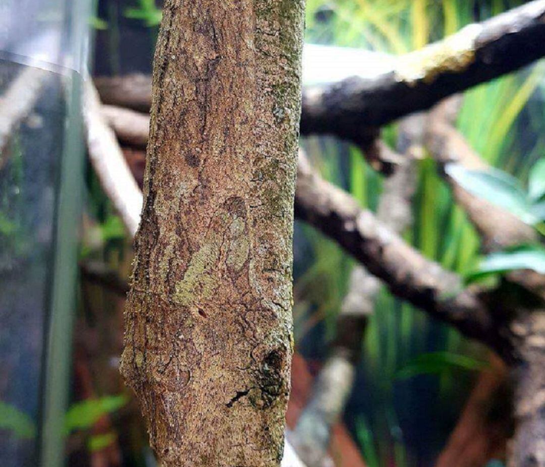 Encuentra al geco camuflado.