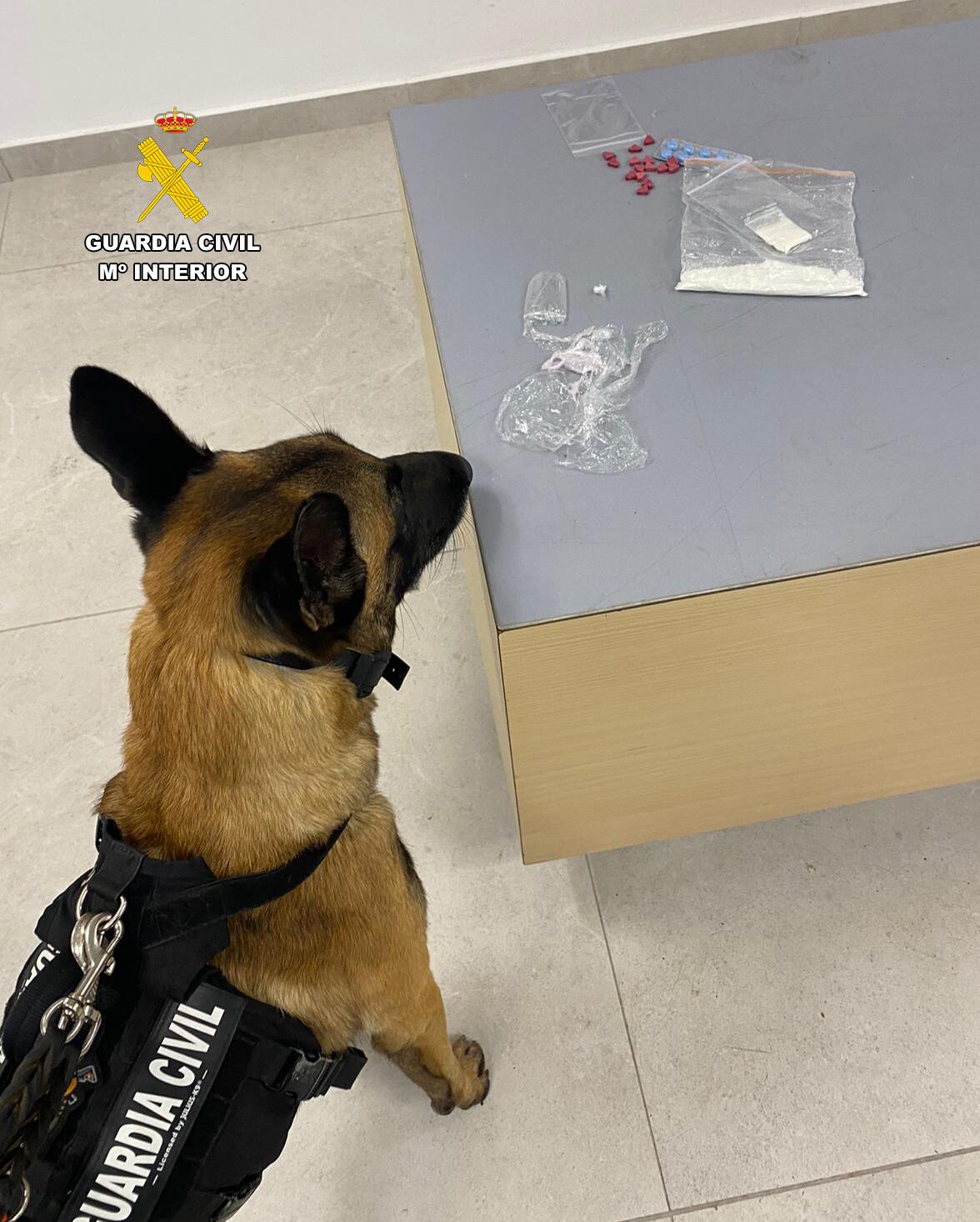 El perro de la Guardia Civil junto a la droga incautada (OPC)