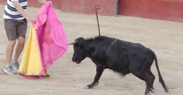 La Federación de Peñas Taurinas de Sanse organiza la Becerrada
