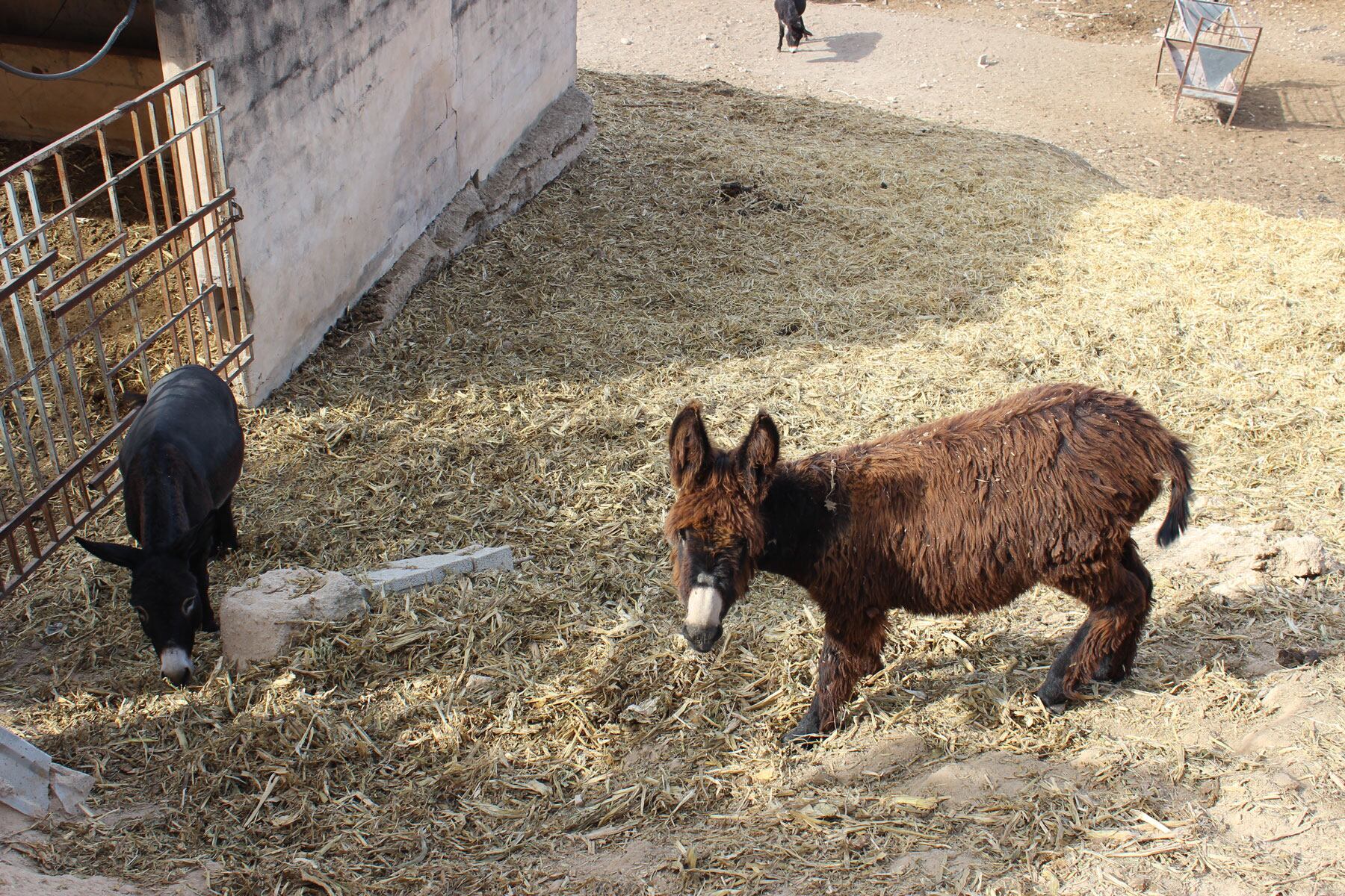 Imatge de les burretes en l'Escola d'Equitació Peluca