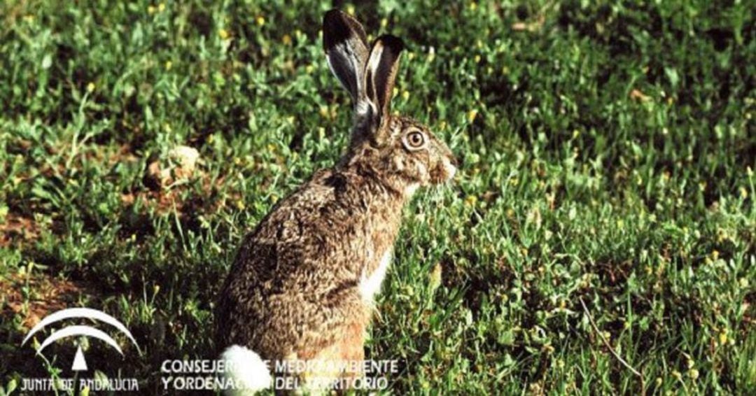 Un ejemplar de liebre ibérica. 