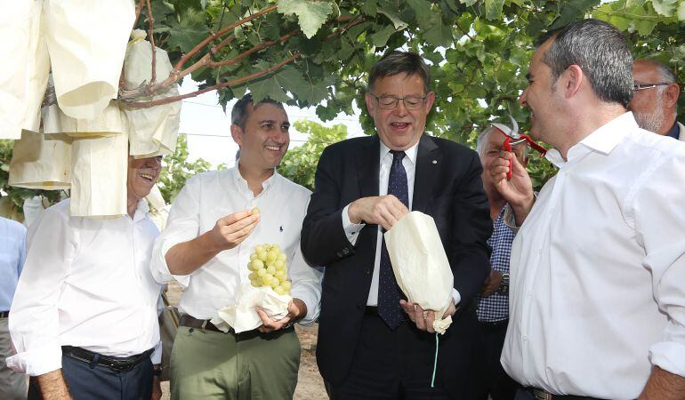 El president Ximo Puig y César Sánchez, de la Diputación de Alicante (i) coindieron en la presentación de la campaña de recolección de la uva en Aspe