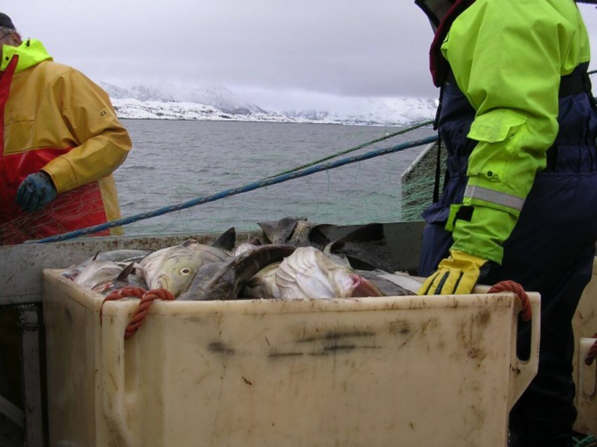 En la lonja el bacalao se limpia, clasifica y se separa