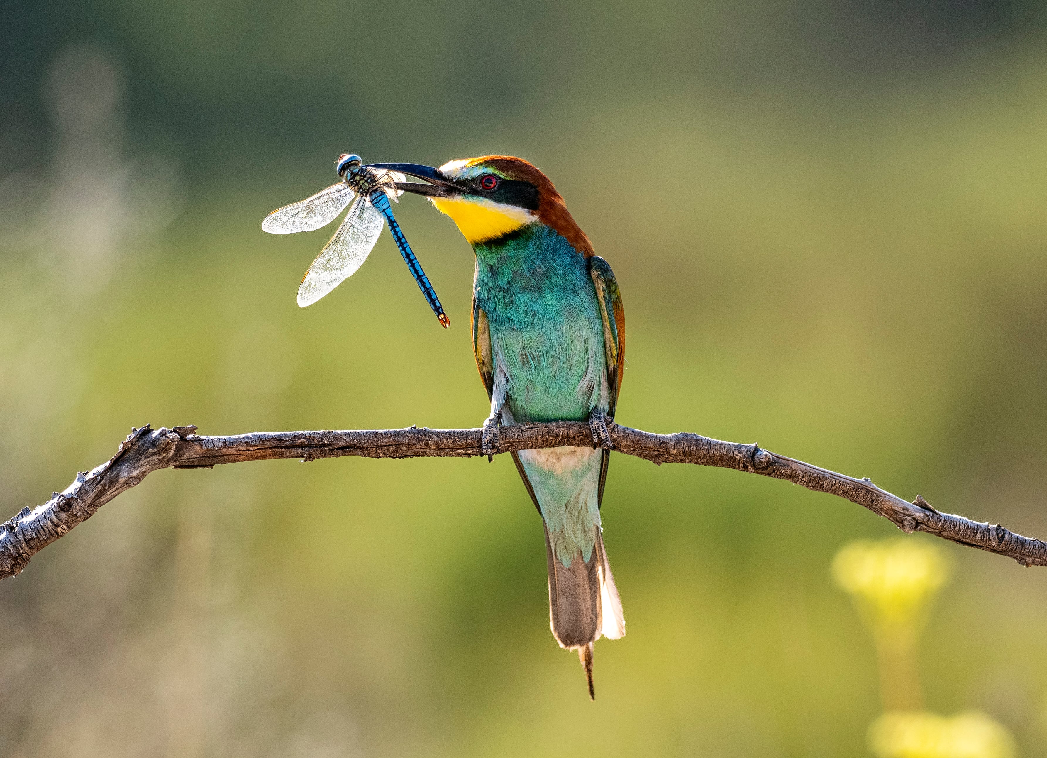 Pájaro comiendo un insecto