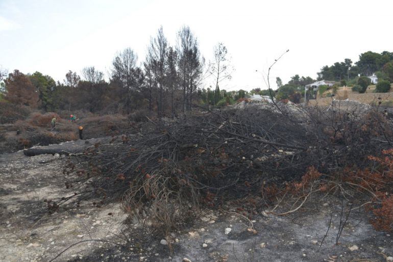 Trabajadores municipales realizando trabajos de limpieza forestal en las zonas de Pinosol y Pinomar, afectadas por el incendio del pasado 4 de septiembre de 2016