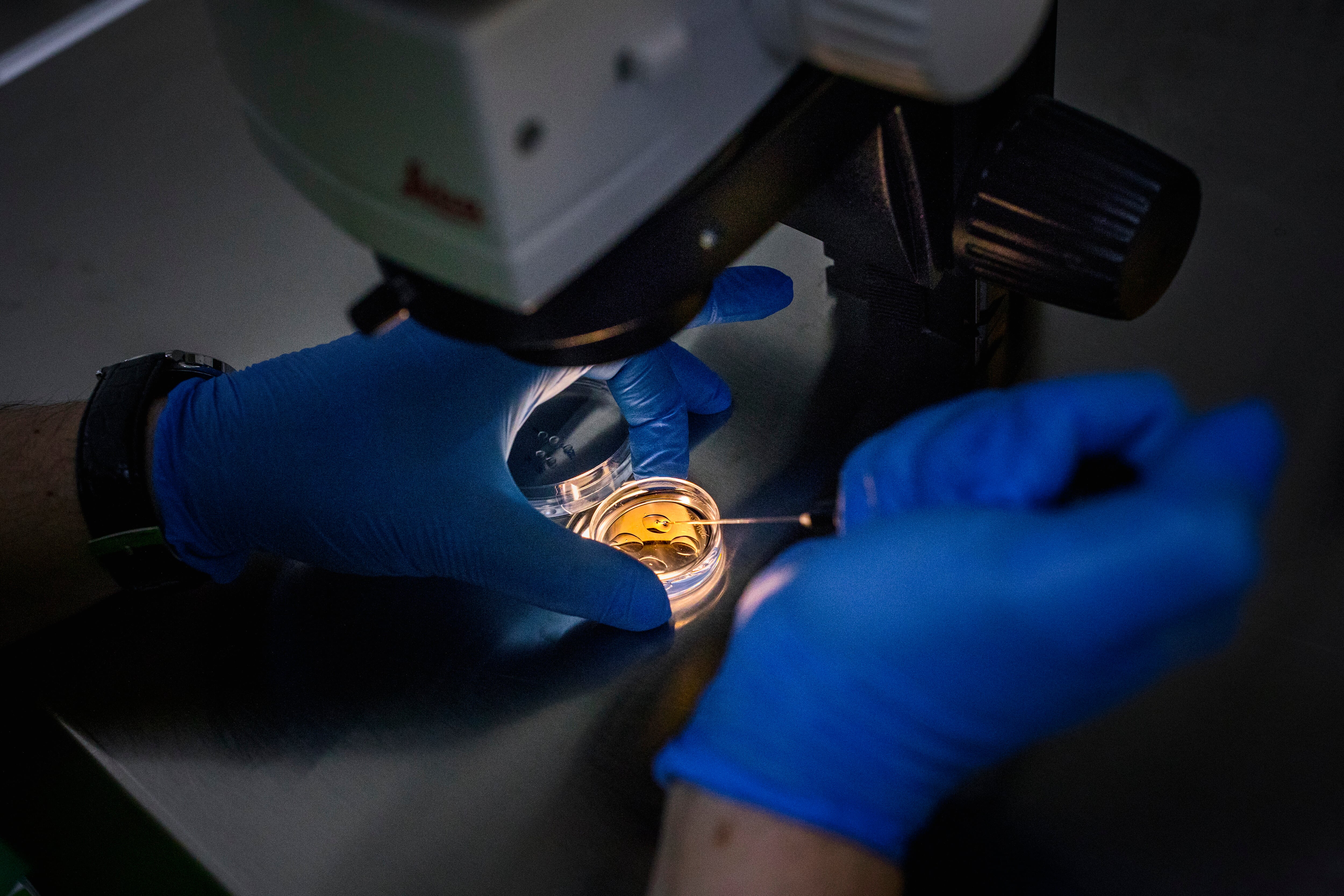 Inseminación artificial en una foto de archivo