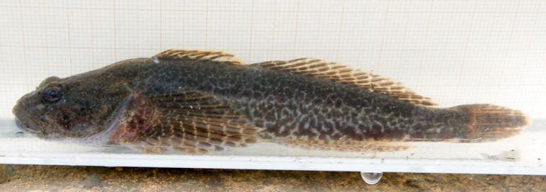 Imatge del cavilat, que ha estat reintroduït al Garona