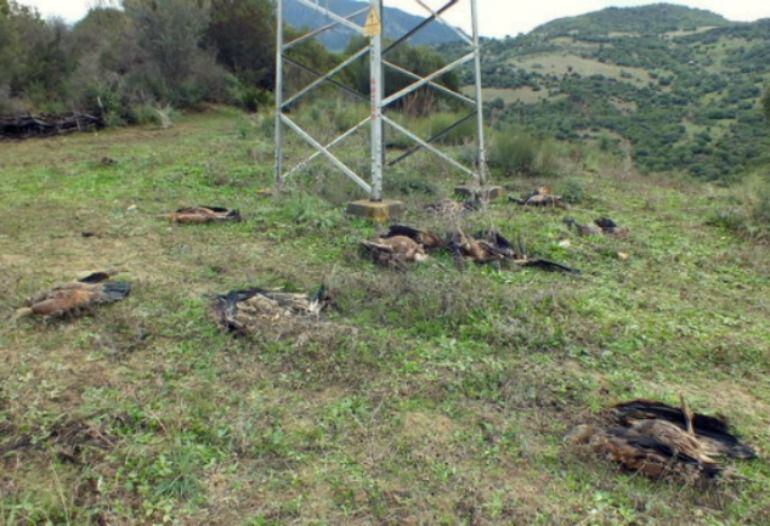 Lugar donde se ha localizado los cadáveres de los buitres en Casares (Málaga)