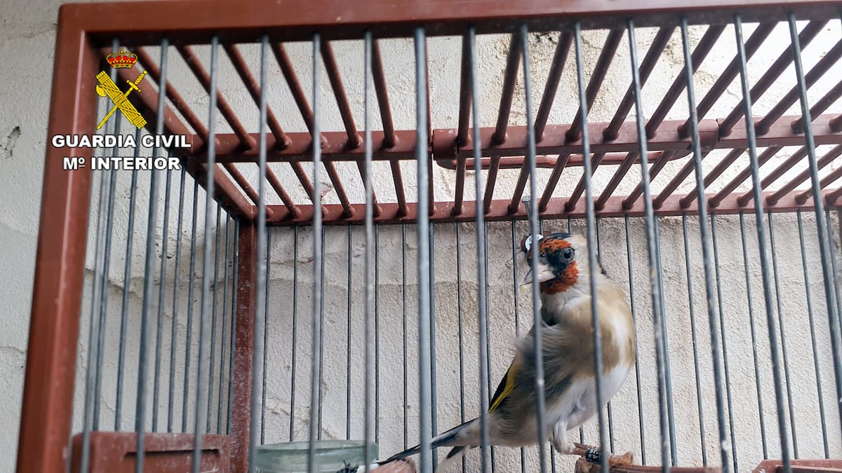 La Guardia Civil investiga a un vecino de San Pedro del Pinatar por la tenencia ilegal de jilgueros