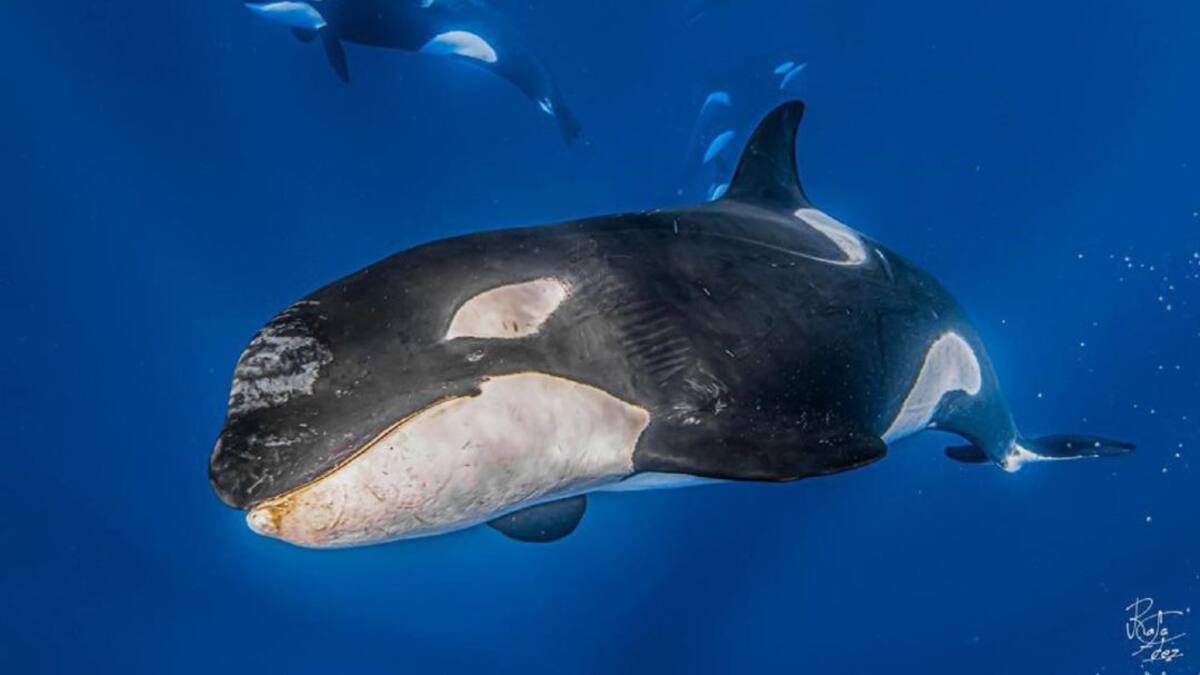 Las orcas en el estrecho