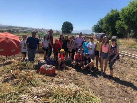 Los escolares conocen y colaboran en la cosecha de ajos