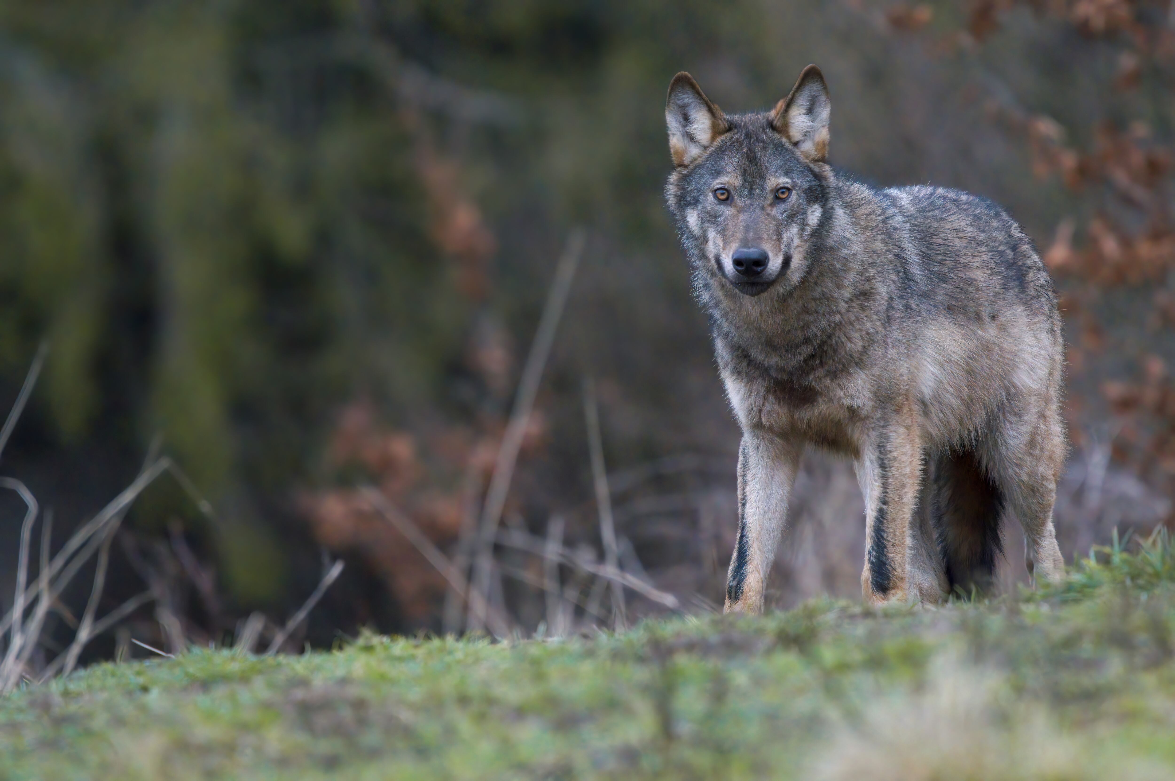 El Partido Animalista considera que el lobo ha quedado desprotegido al sur del Duero