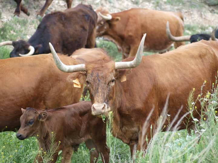 Reses Bravas de Evaristo López