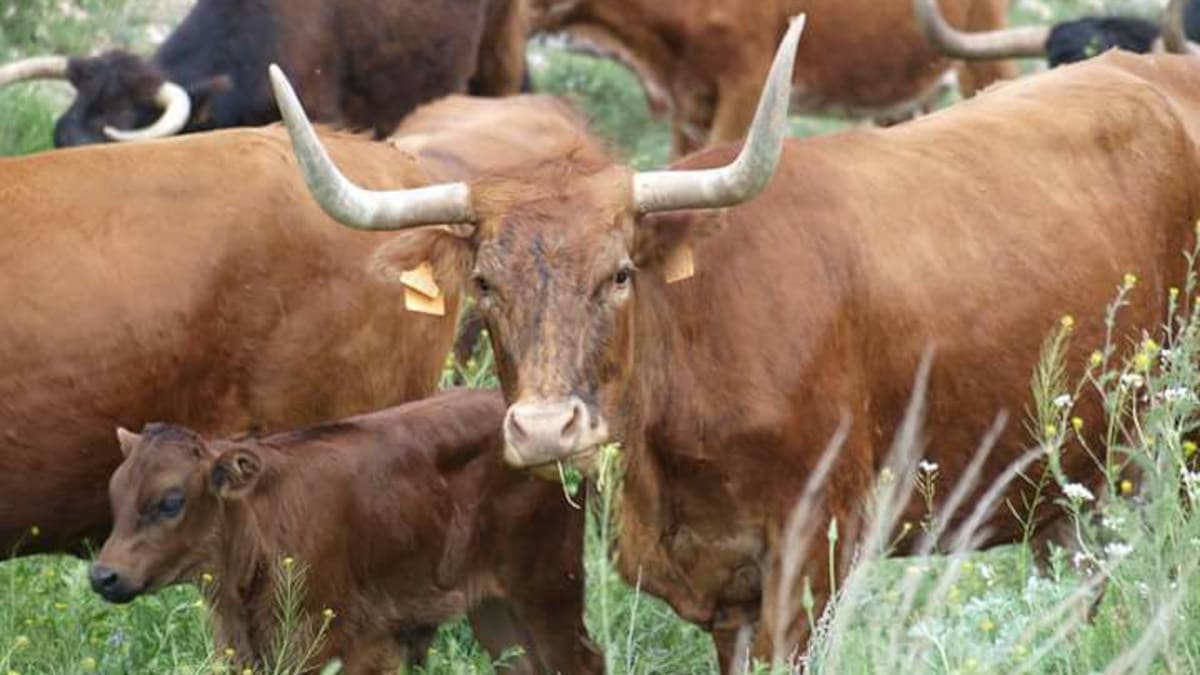 El Gobierno de Aragón ordena el sacrificio de una ganadería de reses bravas en Teruel por un brote de tuberculosis bobina