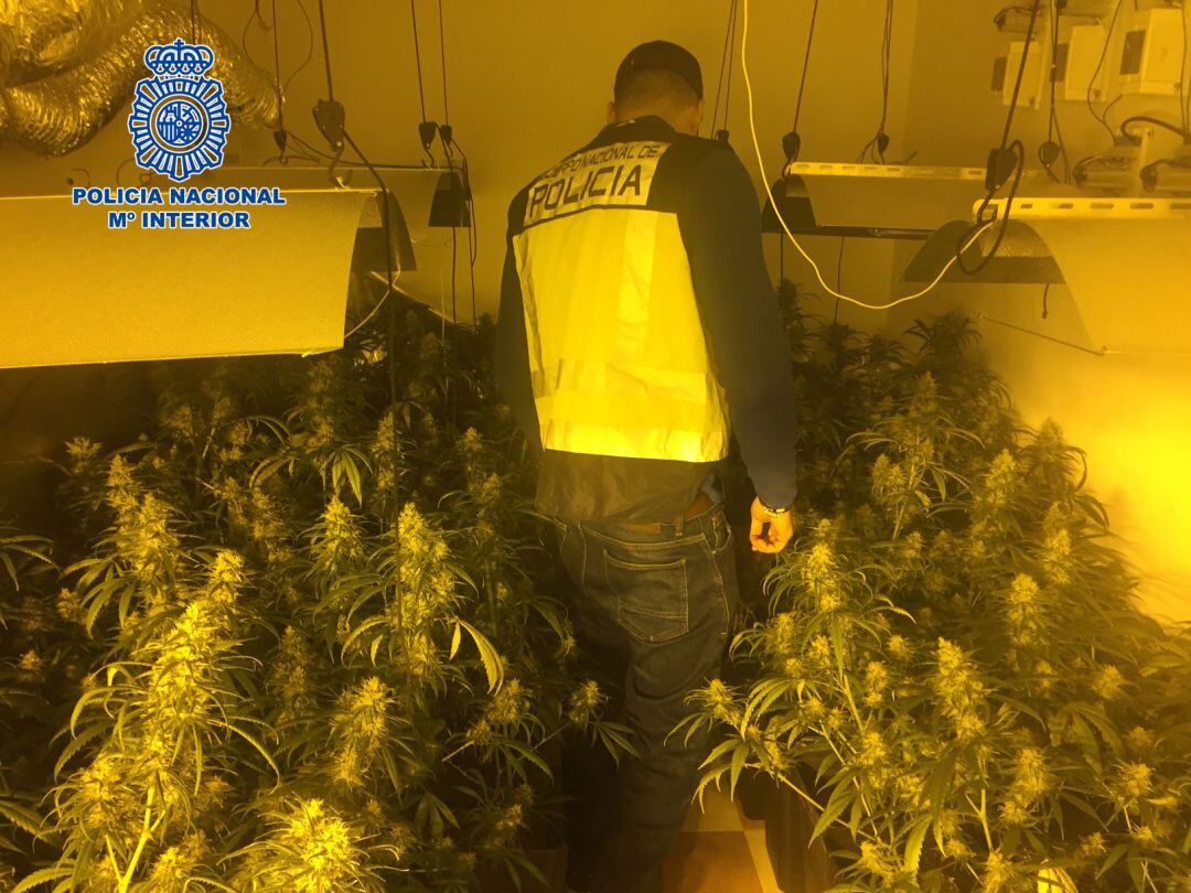 La Policía Nacional ha desmantelado en Jerez dos plantaciones de marihuana