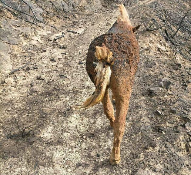 Un caballo herido muestra quemaduras en la zona del incendio