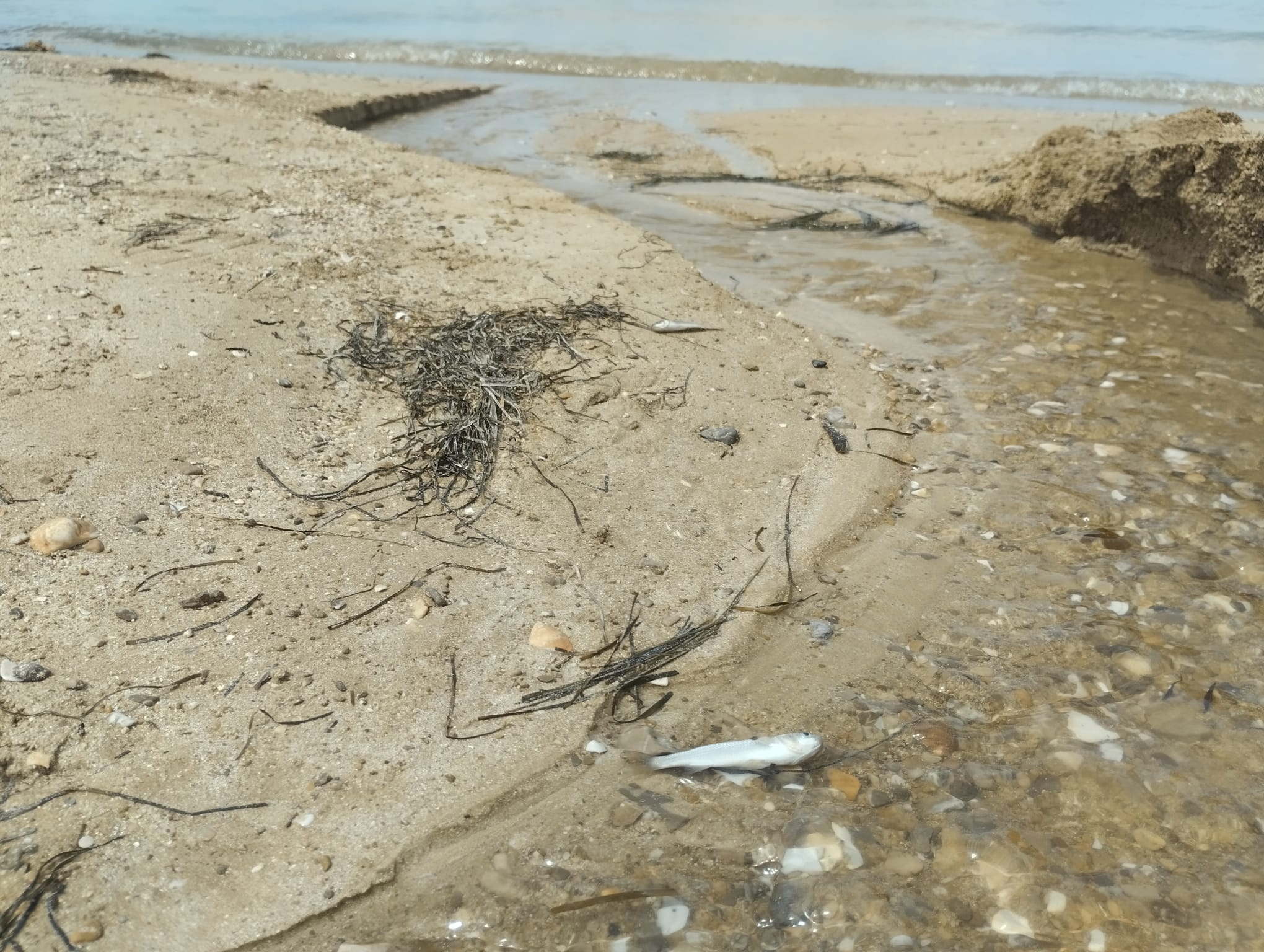 Peces muertos en Sant Antoni (Salvem sa Badia)