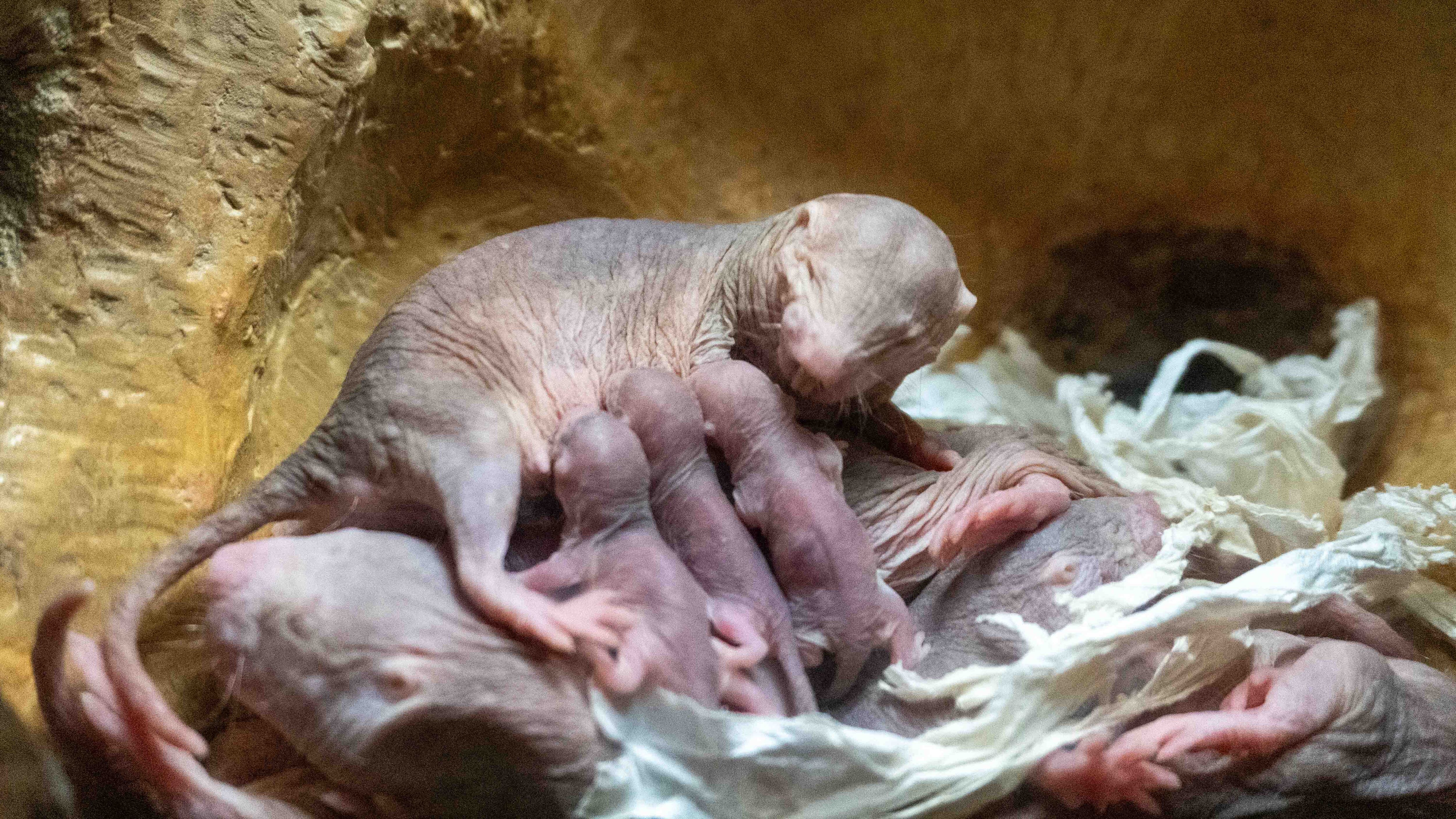 Crías de ratas topo en BIOPARC València