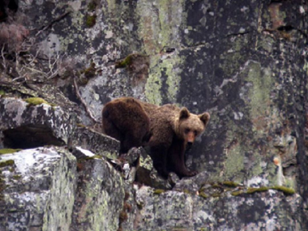 EeA solicita información sobre el supuesto ataque de un oso en Valberzoso