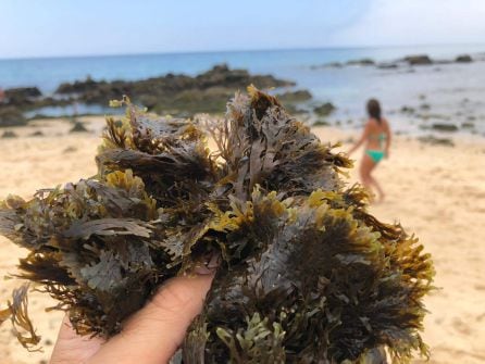 Primer plano del alga invasora en la costa de Bolonia.