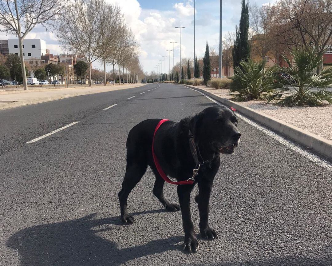 La Policía Local de Ciudad Rea controlará la duración y distancia de los paseos y la documentación de las mascotas