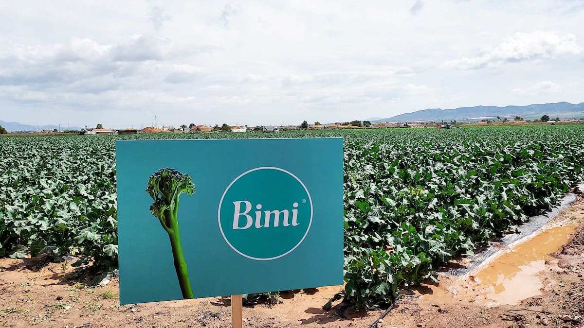 La Región de Murcia produce ya más de 900 hectáreas de Bimi