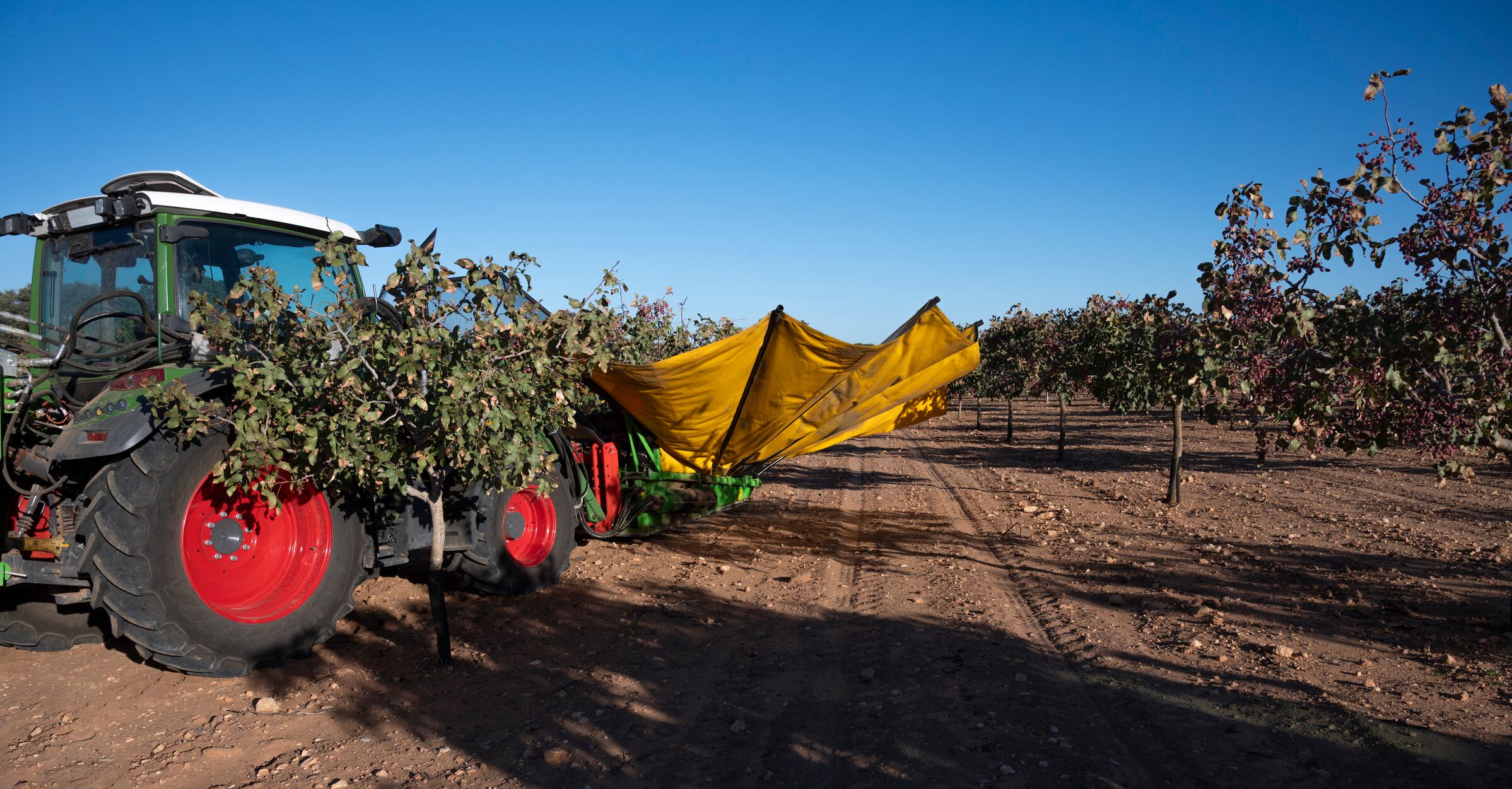 Una máquina recolectora de pistachos, durante la recogida.