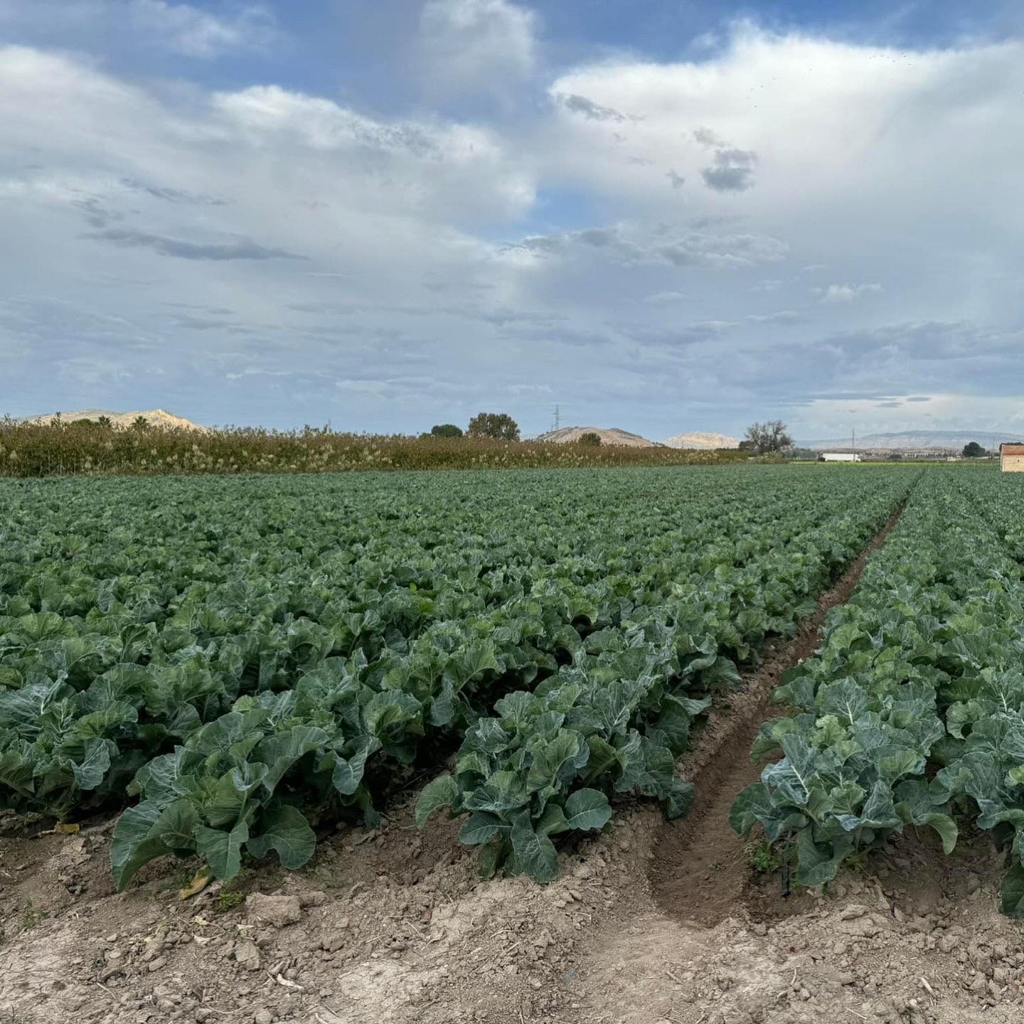 Imágenes término municipal de Villena. Archivo
